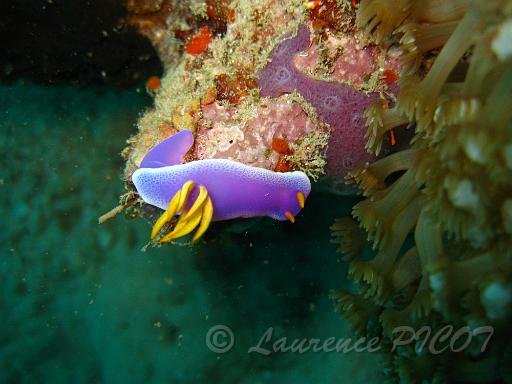 Hypseledoris apolegma.JPG - Philippines îles Calamian
